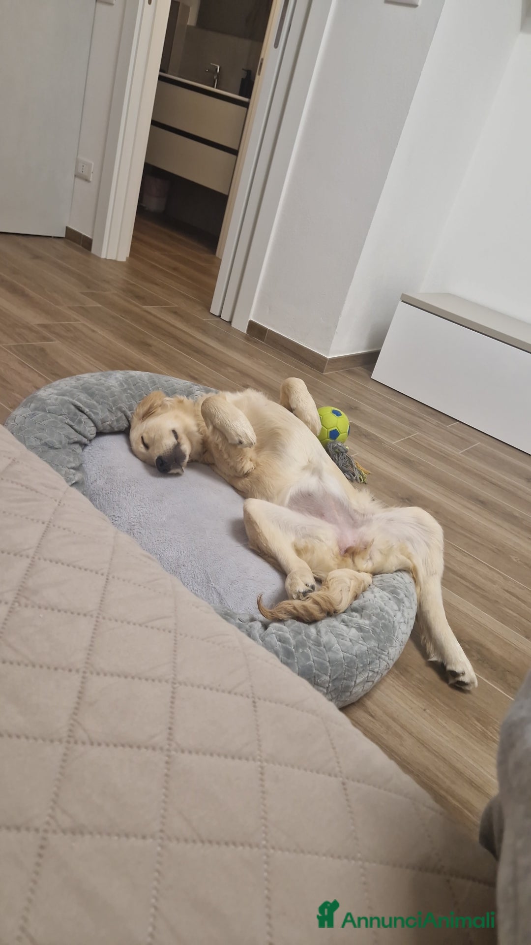 Golden Retriever cani in vendita: Nuova famiglia per Zoe - Annuncio 2