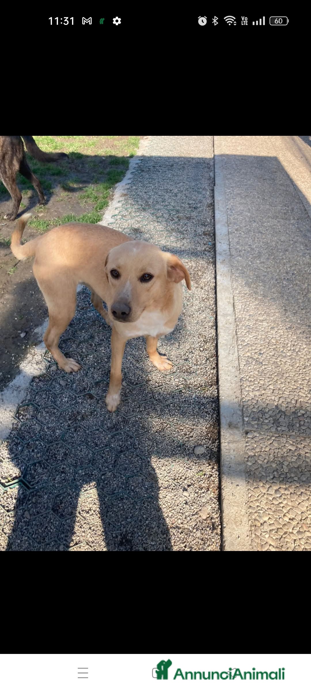 Meticcio cani in regalo: Malva  a Provincia di Lecco - Immagine 3