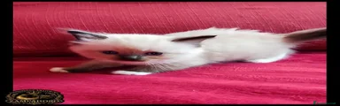 Ragdoll 1