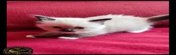Ragdoll gatti in vendita: Ragdoll cuccioli alta genealogia  - Annuncio 2