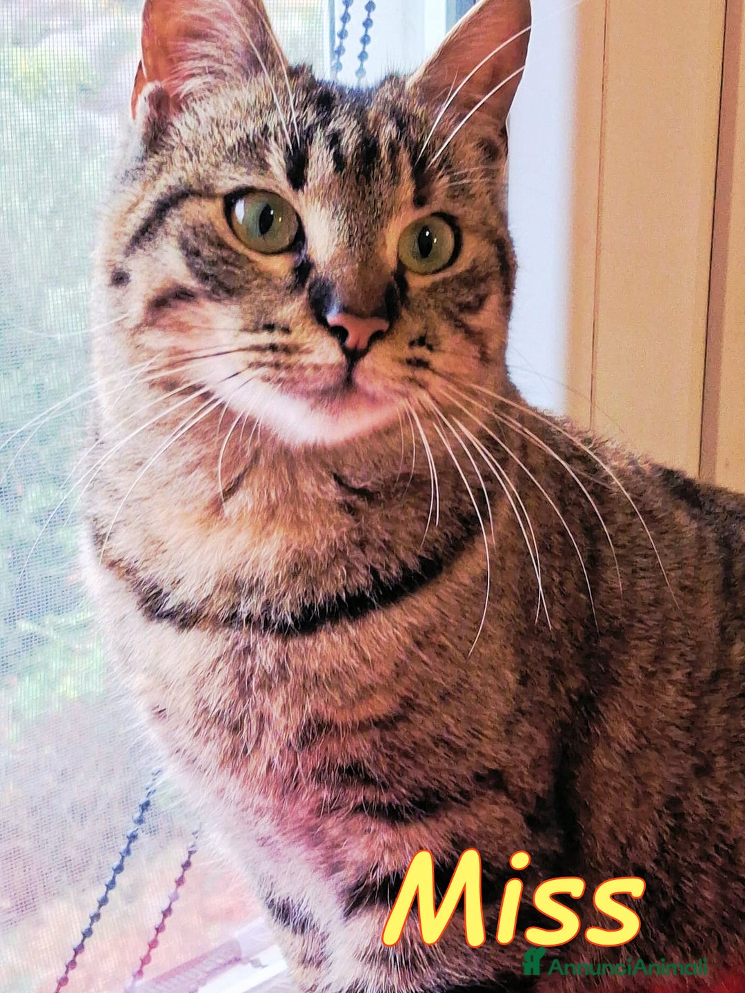 Europeo gatti in regalo: MISS  UNA TIGRATINA DA CONCORSO DI BELLEZZA - Annuncio 5