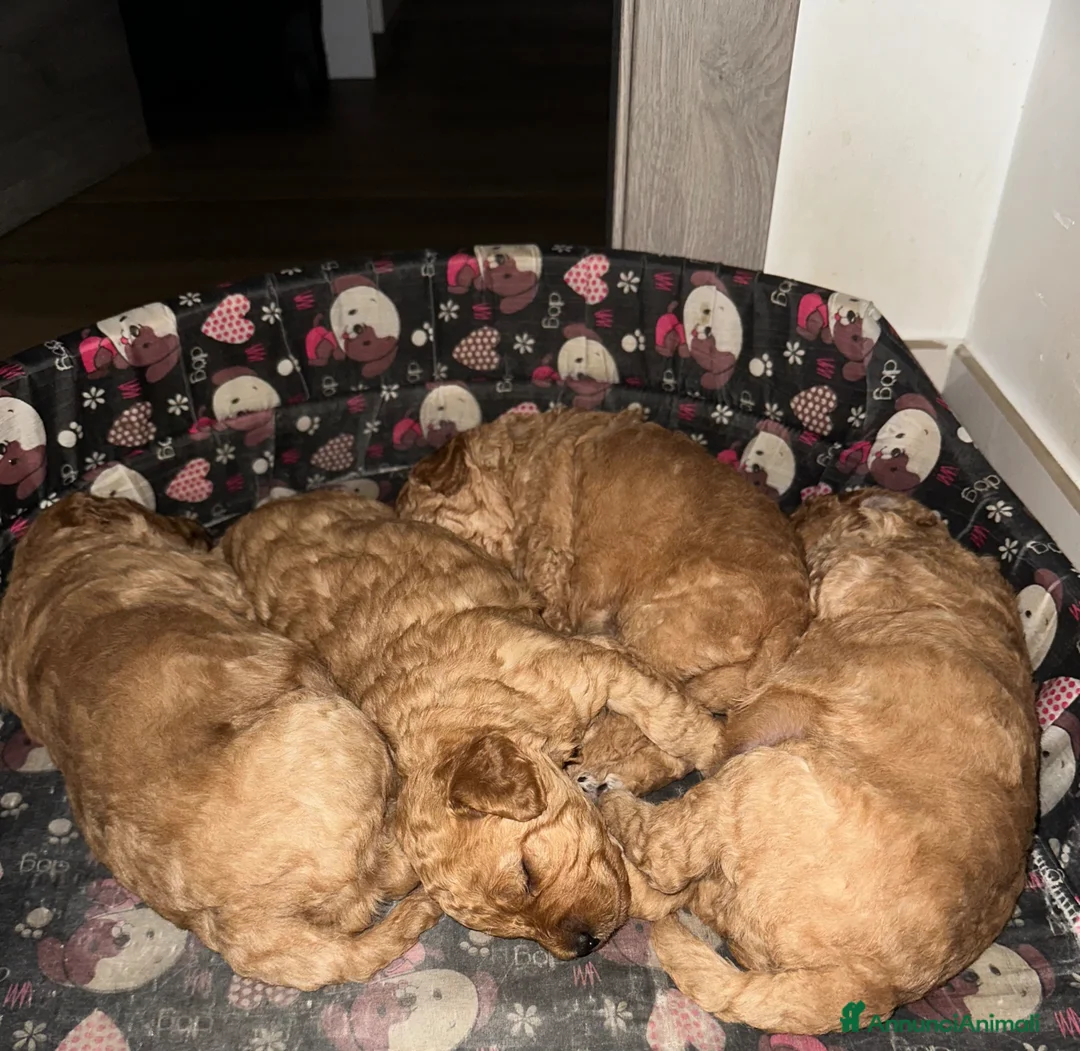 Barboncino cani in vendita: Barboncini Nani  - Annuncio 3