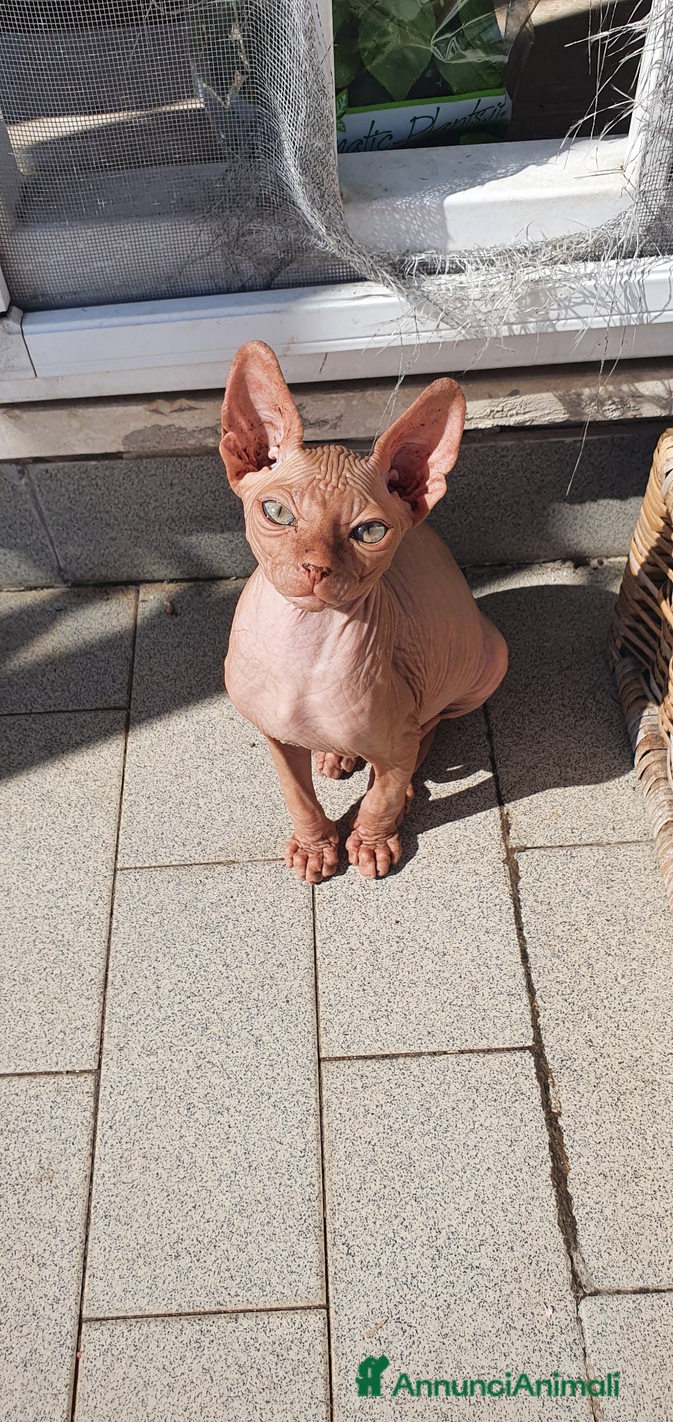 Sphynx gatti Sphynx maschietti nude - Annuncio 4