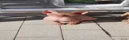 Sphynx gatti in vendita: Sphynx maschietti nude - Annuncio 6