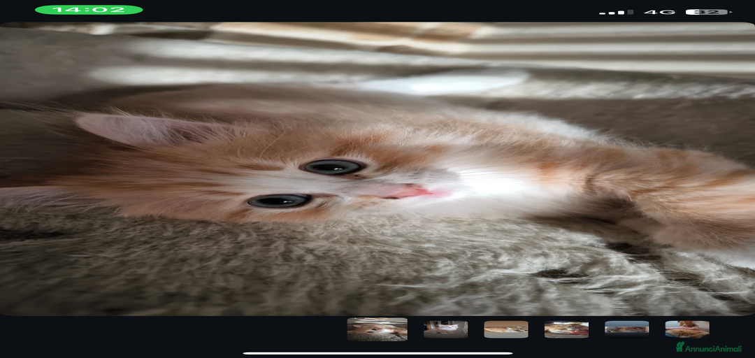 Immagine della galleria {{count}}