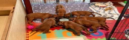 Rhodesian Ridgeback cani in vendita: Wid Gees Litter - Annuncio 28