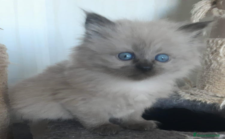 Siberiano gatti a Provincia di Forlì-Cesena - Annuncio 5