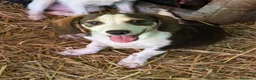 Meticcio cani in regalo: FRODO, affettuoso cucciolo TG PICCOLA vi aspetta! - Annuncio 7