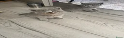 Scottish gatti in vendita: Gattini schottish  - Annuncio 8
