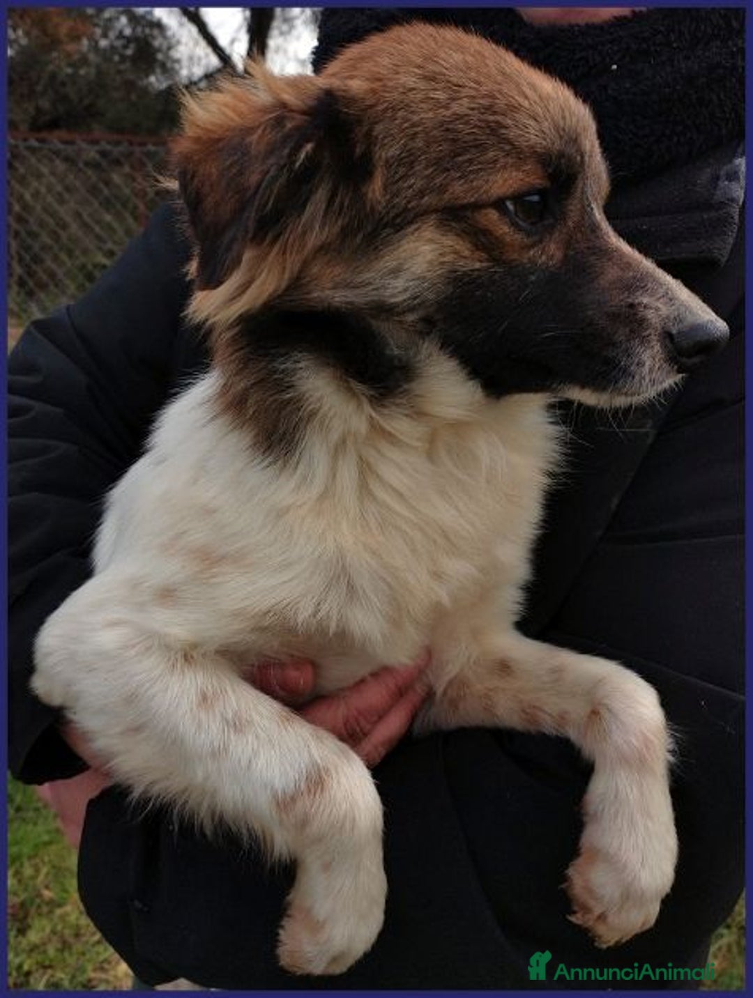 Meticcio cani in regalo: Metzcal tg piccola vuole le coccole - Annuncio 4