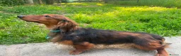 Bassotto Nano cani in vendita: Cucciolo di Bassotto Nano a Pelo Lungo a Città Metropolitana di Torino - Annuncio 6