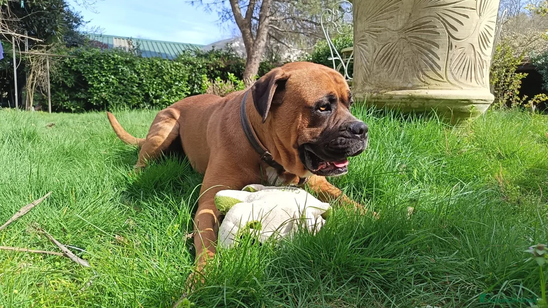 Boxer cani in regalo: Tenero Boxer - Annuncio 9