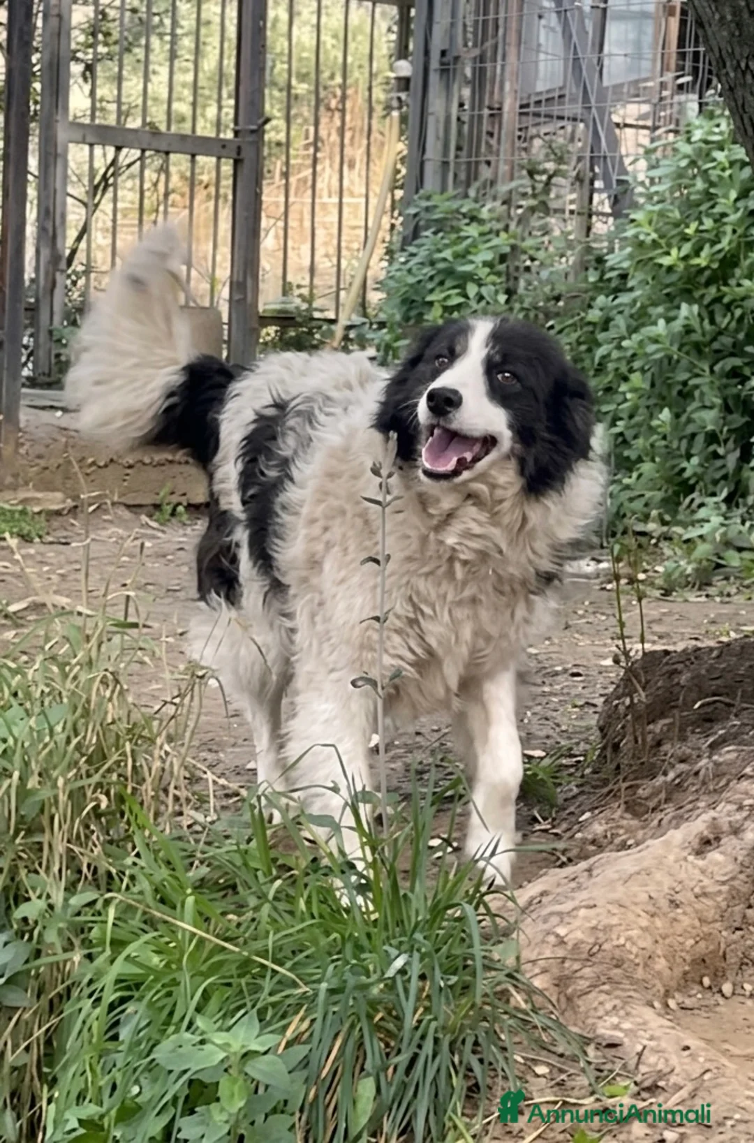 Meticcio cani in regalo: Fortuna - Annuncio 7