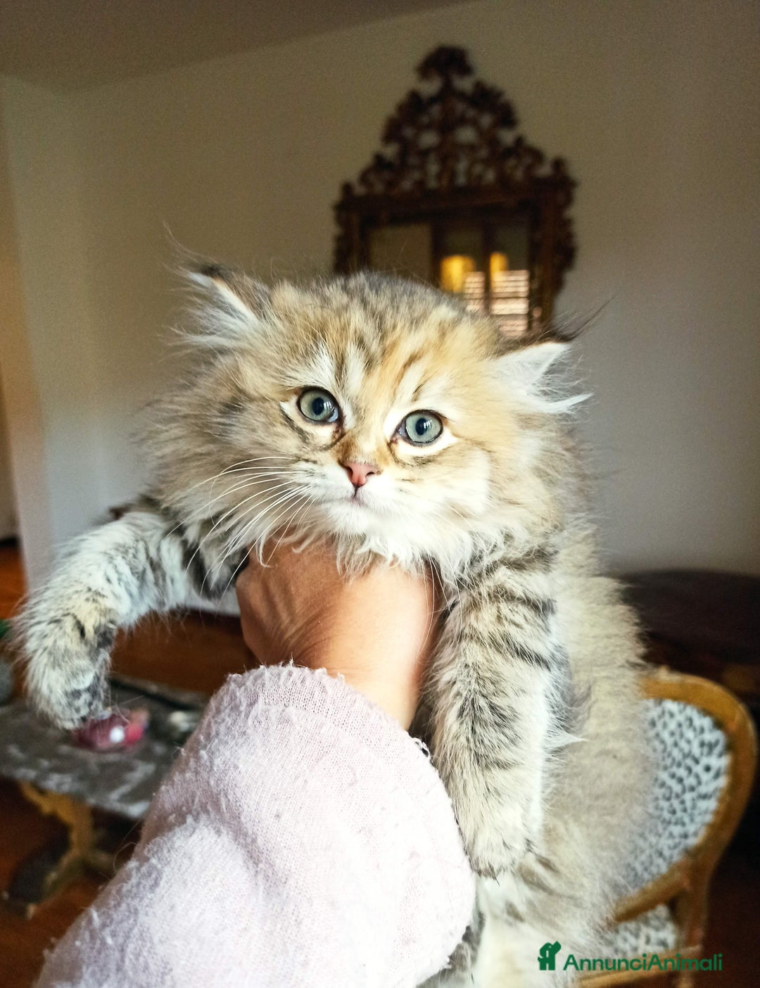 Persiano gatti in vendita: Gattini persiani normotipo  - Annuncio 6