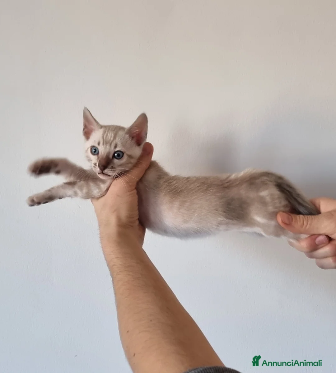 Bengala gatti in vendita: Gattini Bengala con Pedigree  - Annuncio 2