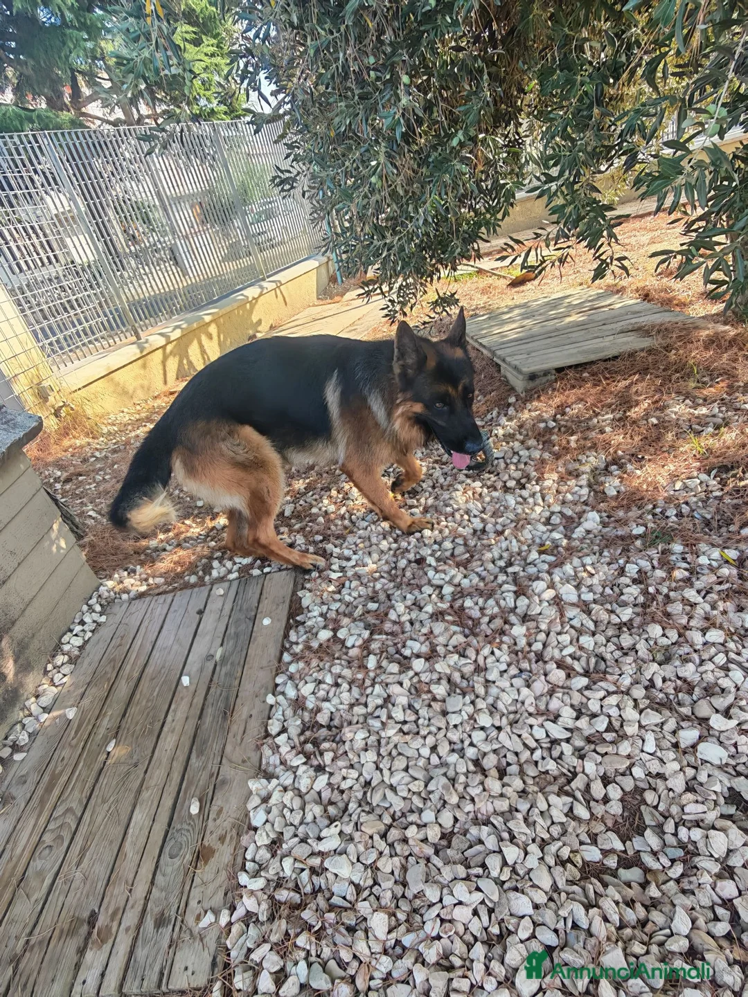 Pastore Tedesco cani in regalo: Rick cerca una nuova casa a Provincia di Perugia - Annuncio 2