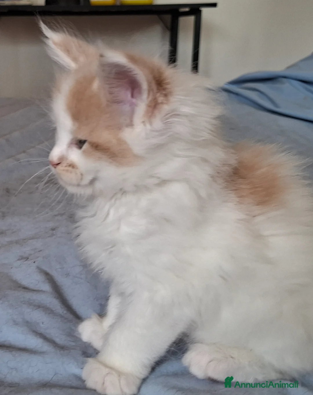 Maine Coon gatti in vendita: Cuccioli maine coon  a Città metropolitana di Roma Capitale - Annuncio 6