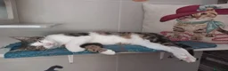 Europeo gatti in regalo: MICKY, affettuoso micio da adottare! - Annuncio 6