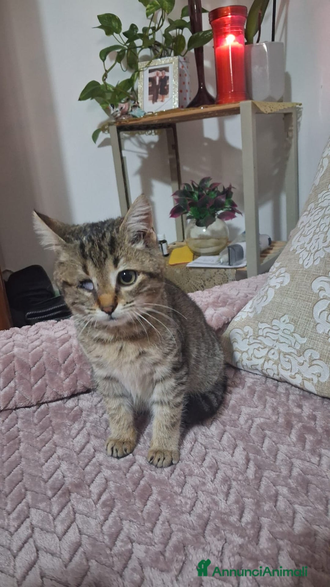 Altre razze gatti in regalo: GATTINI SPECIALI  - Annuncio 10