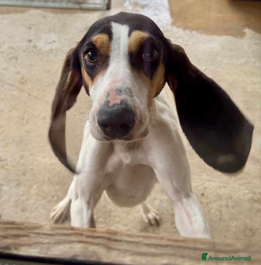 Ariegeois cani in regalo: Papaya - giovane allegra peperina in canile - Annuncio 1