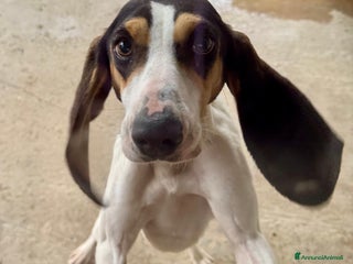 Ariegeois cani Papaya - giovane allegra peperina in canile - Annuncio 41