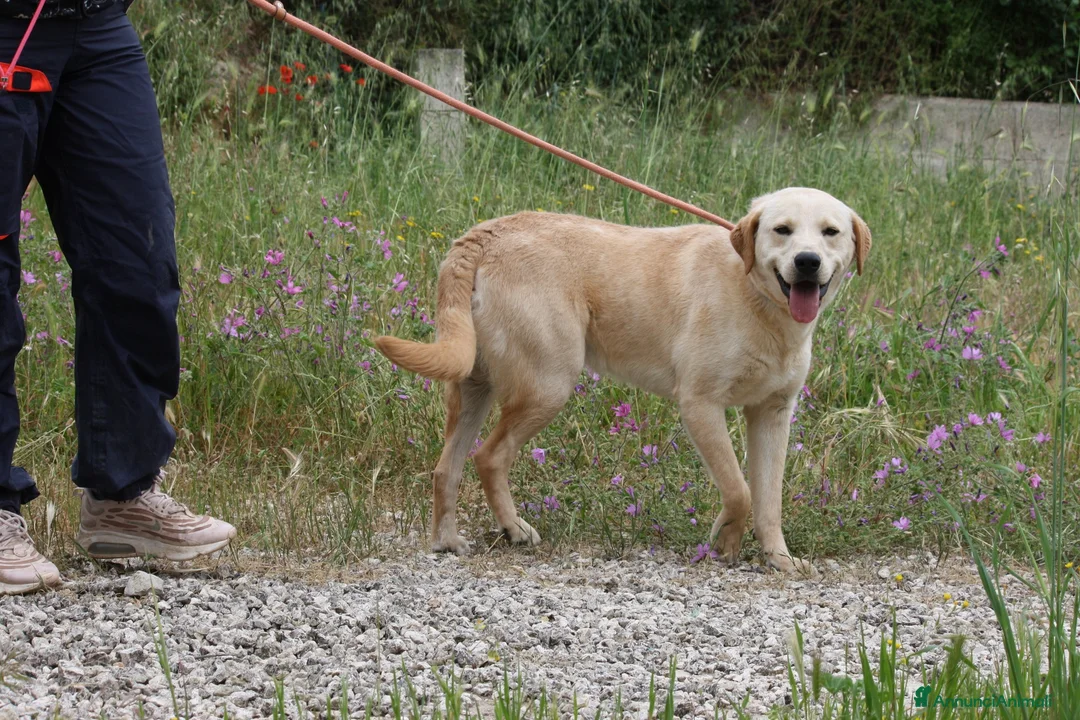 Meticcio cani in regalo: Goran 1 anno cucciolotto equilibrato  - Annuncio 4