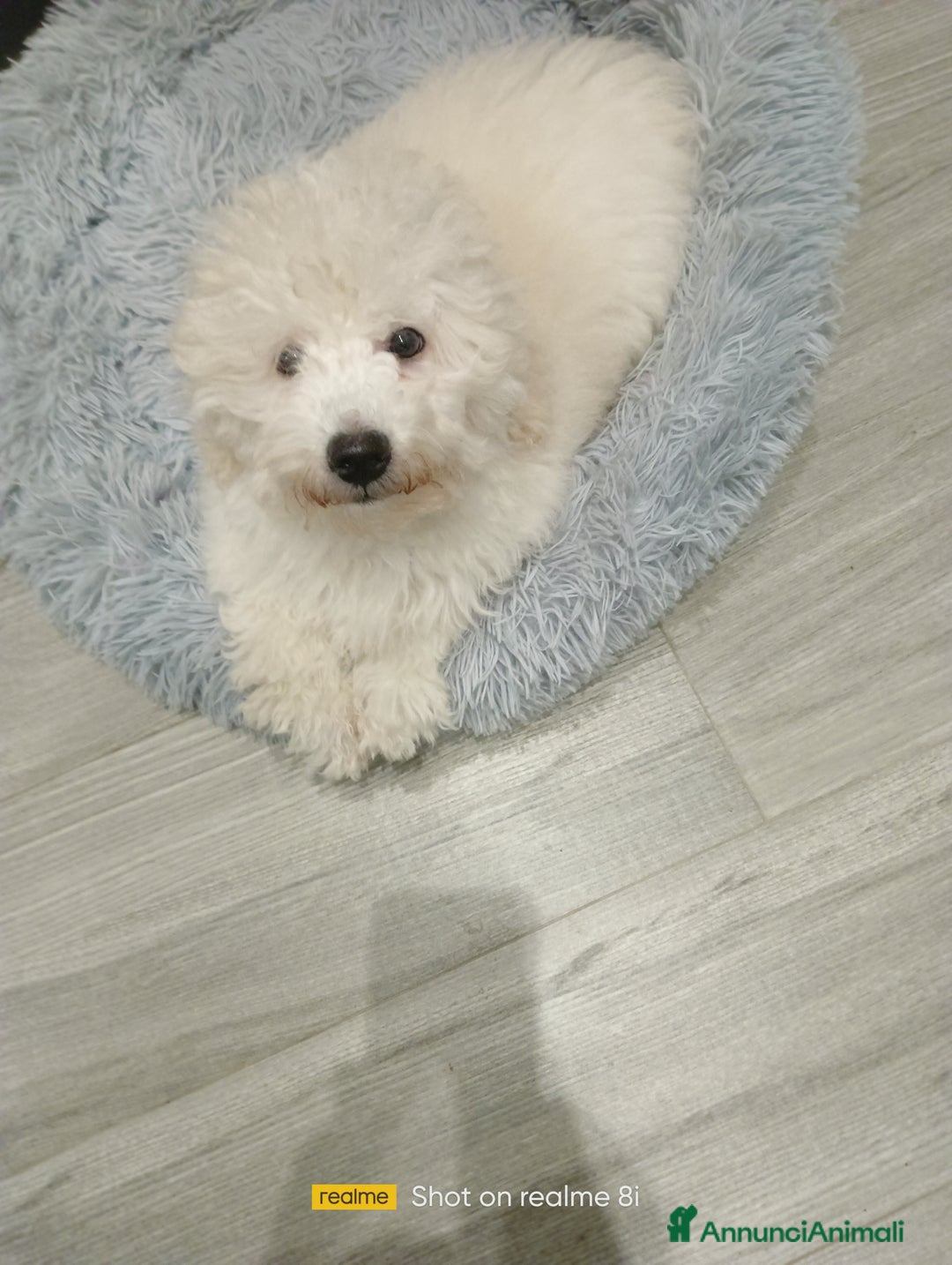Meticcio cani in vendita: Maltipoo barboncino maschio  - Annuncio 6