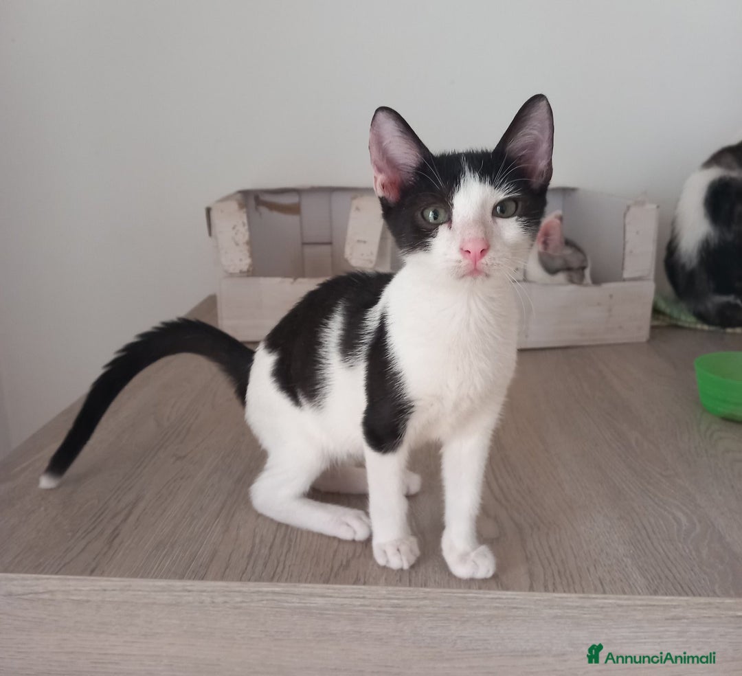Europeo gatti in regalo: LUPIN, dolce micino da adottare! - Annuncio 4