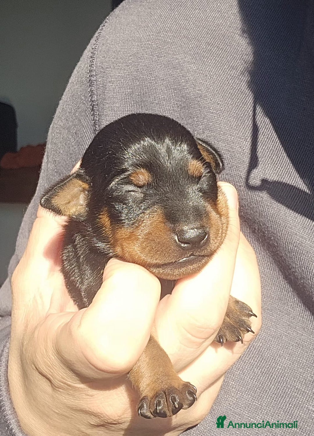 Pinscher Miniatura cani in vendita: Pinscher nano zwergpinscher cuccioli  - Annuncio 5