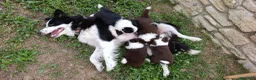 Border Collie cani in vendita: Cuccioli di Border Collie - Annuncio 4
