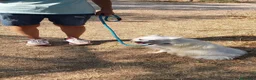 Volpino Italiano cani in regalo: Fiocco  - Annuncio 7