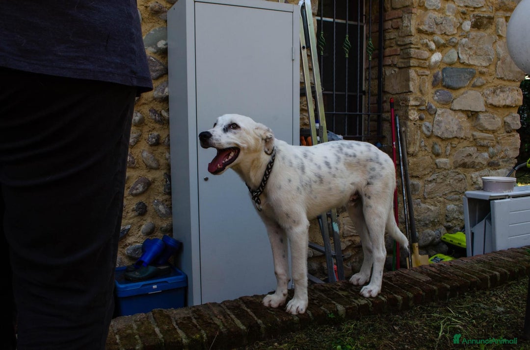 Altre razze cani in regalo: LINK e MAIL, 6 MESI, (01/01/25) a Provincia di Bergamo - Immagine 9