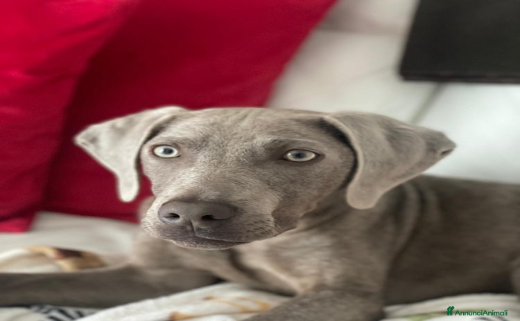 Weimaraner cani - Annuncio 1