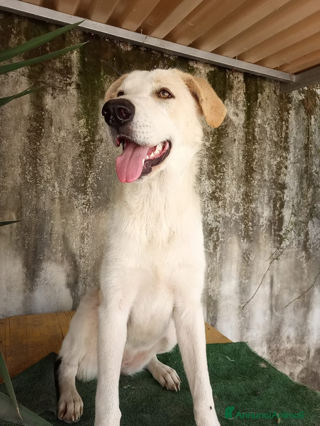 Meticcio cani in regalo: Nuage: cucciolona taglia media socievole  a Città Metropolitana di Genova - Annuncio 6