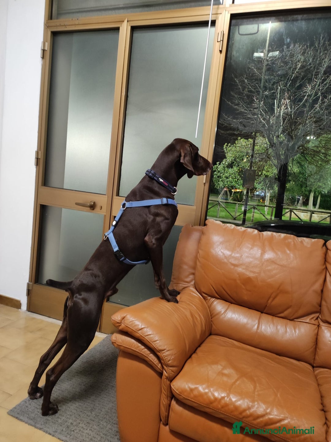 Bracco cani per accoppiamento: BRACCO TEDESCO PER MONTA - Annuncio 7