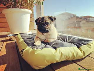 Carlino cani Oliver - Annuncio 2