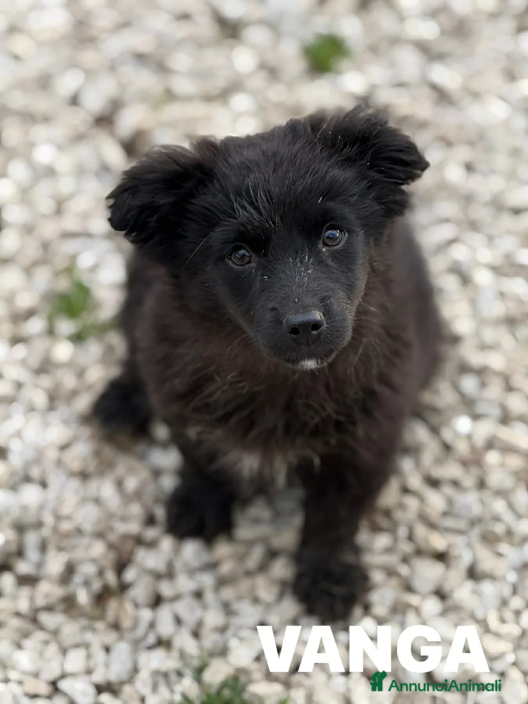 Meticcio cani in regalo: VANGA, tenera cucciola TAGLIA PICCOLA! - Annuncio 1