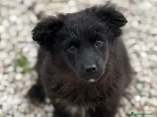 Meticcio cani VANGA, tenera cucciola TAGLIA PICCOLA! - Annuncio 33