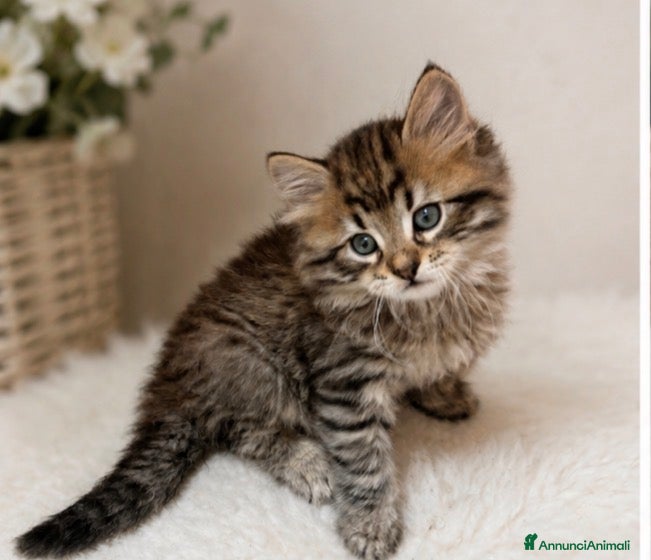 Siberiano gatti CUCCIOLI DI GATTO SIBERIANO CON PEDIGREE ENFI - Annuncio 3