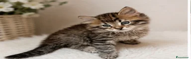 Siberiano 1