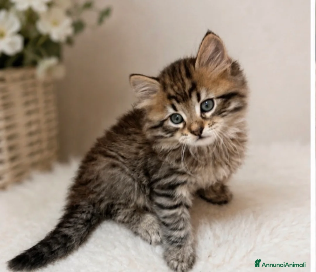 Siberiano gatti in vendita: CUCCIOLI DI GATTO SIBERIANO CON PEDIGREE ENFI - Annuncio 2