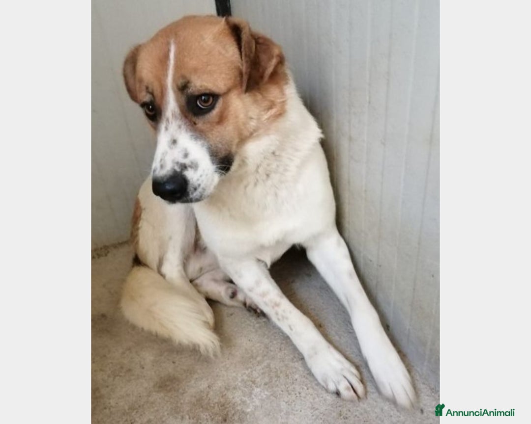 Meticcio cani in regalo: 3anni tg media cresce in 1canile di 2000anime     a Milano - Annuncio 1