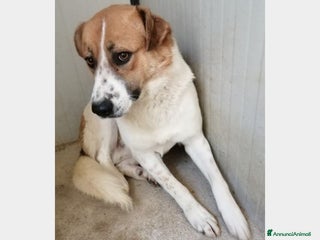 Meticcio cani 3anni tg media cresce in 1canile di 2000anime a Milano - Annuncio 4