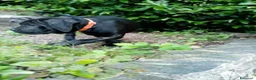 Cane Corso cani in vendita: Cuccioli cane corso - Annuncio 5