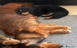 Bassotto cani in vendita: Bassotto a pelo lungo a Città metropolitana di Roma Capitale - Immagine 5