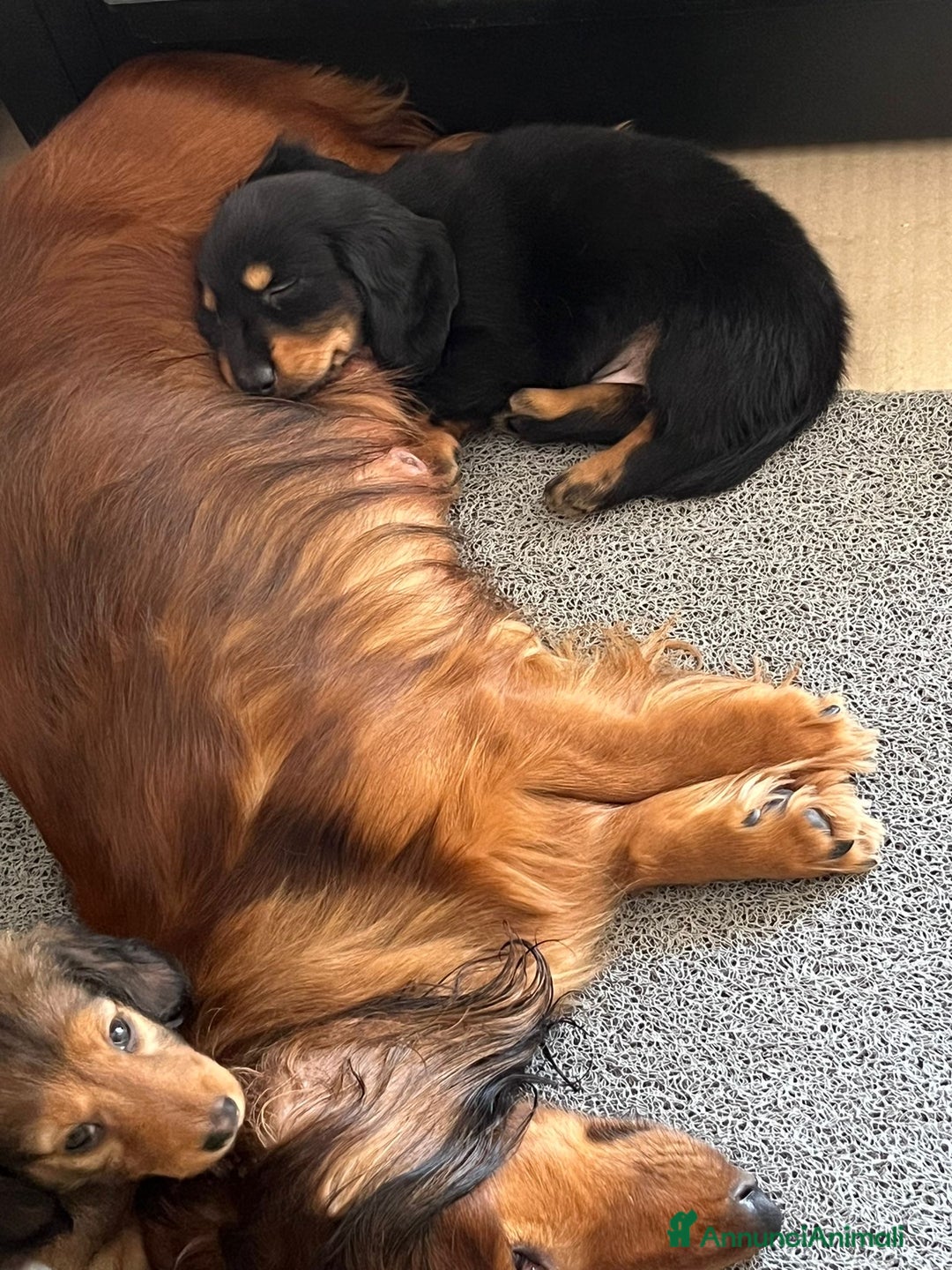 Bassotto cani in vendita: Bassotto a pelo lungo a Città metropolitana di Roma Capitale - Immagine 5