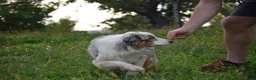 Australian Shepherd cani in vendita: Australian Shepherd pedigree ENCI - Annuncio 13