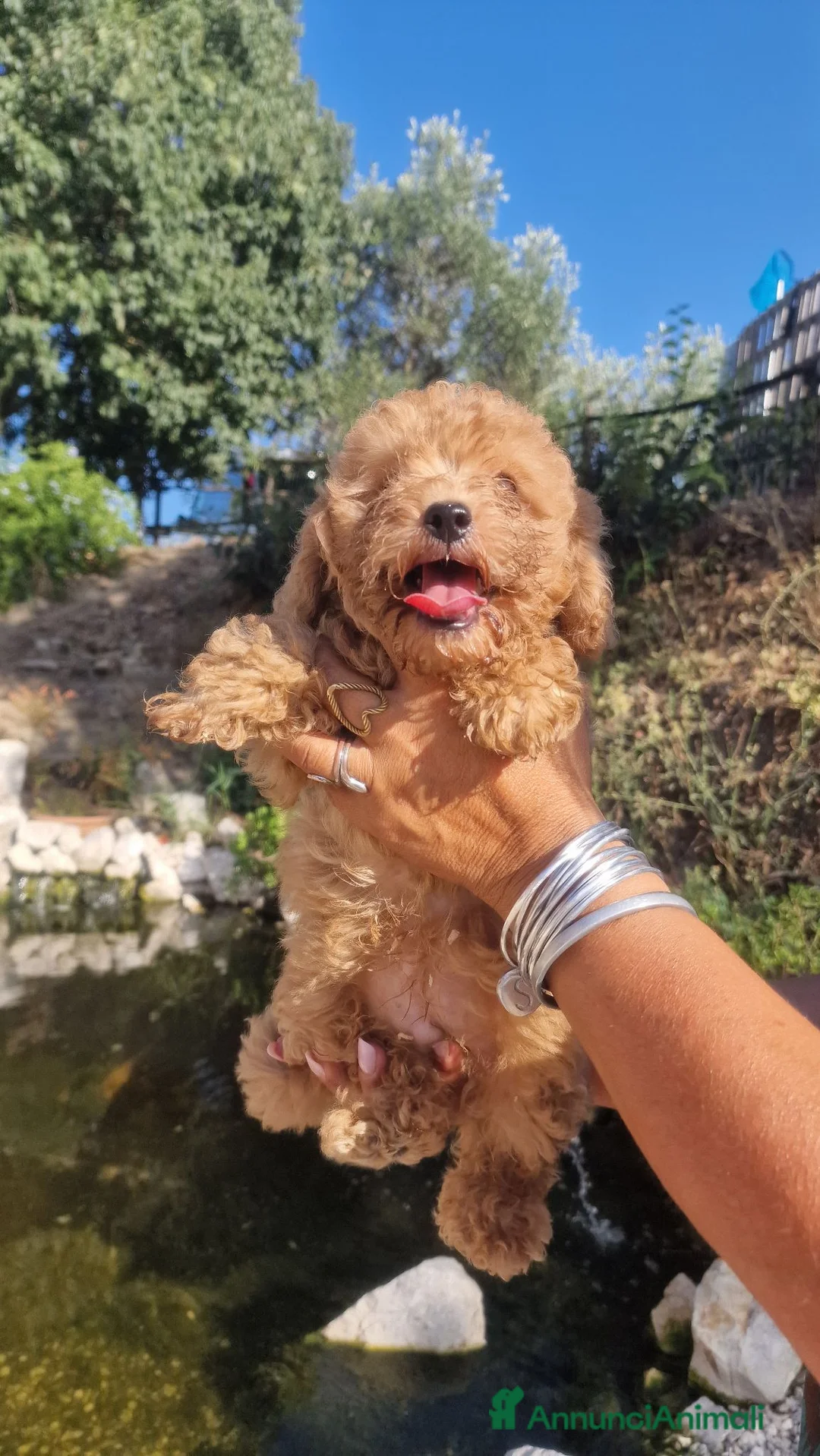Barboncino cani in vendita: Barboncino - Annuncio 5