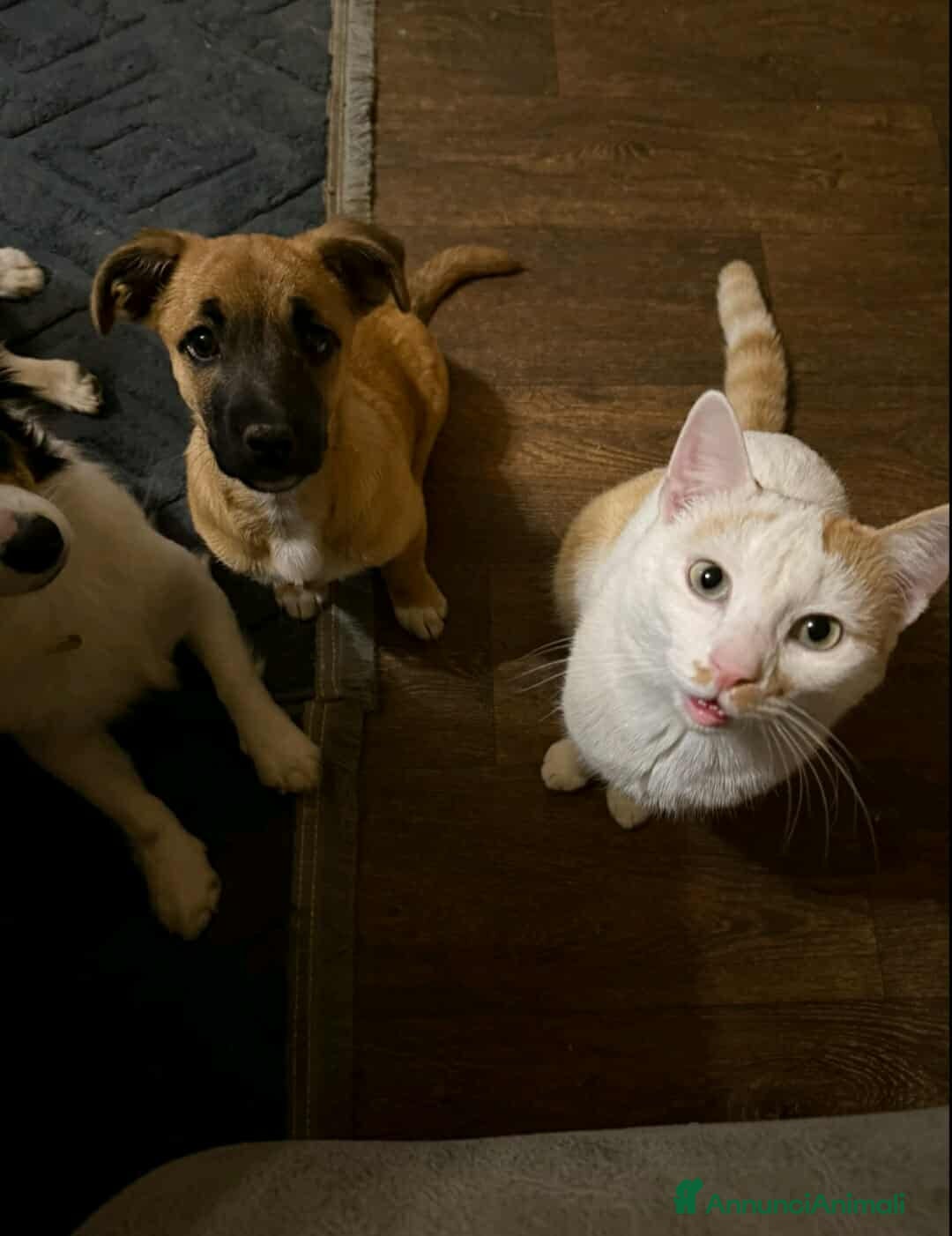 Meticcio cani in regalo: LINDA, dolce cucciola ZAMPACORTA! - Annuncio 8