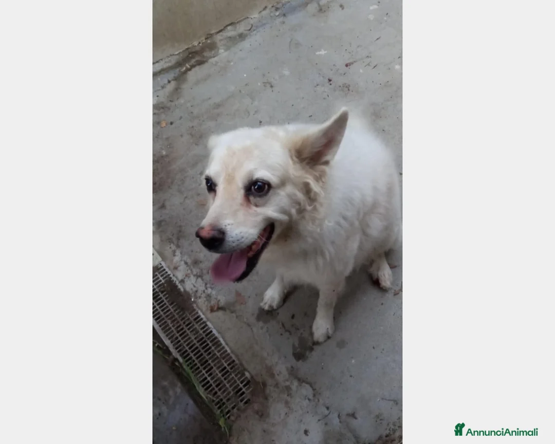 Meticcio cani in regalo: Achille 8anni messo fuori a catena! SICILIA a Milano - Annuncio 1